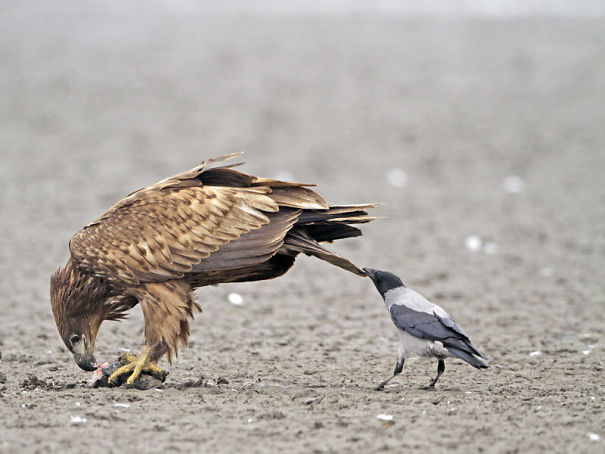 Crows are jerks